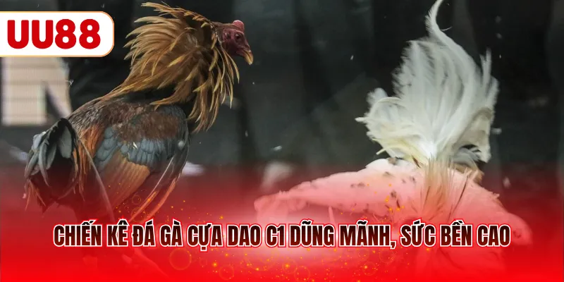 Chiến kê đá gà cựa dao C1 dũng mãnh, sức bền cao