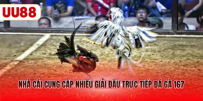 Nhà cái cung cấp nhiều giải đấu trực tiếp đá gà 167